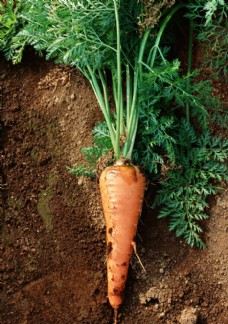 绿色蔬菜田园胡萝卜图片