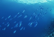 海洋鱼海洋里面的鱼群图片