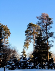 雪景图片