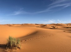 绿化景观沙漠图片