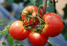 自然风光图片西红柿图片