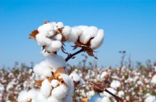 田园成熟的棉花的分支图片