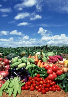 自然风光图片田园蔬菜图片