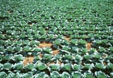 绿色蔬菜田园蔬菜图片
