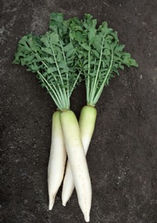 绿色蔬菜萝卜图片