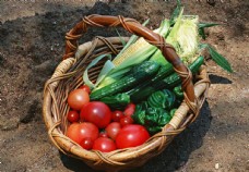 绿色蔬菜田园蔬菜图片