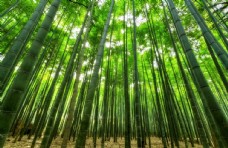 绿树竹子图片