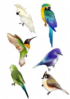 PSD素材手绘各类小鸟素材图片