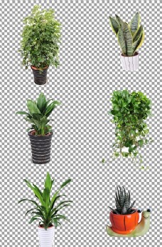 植物盆栽图片