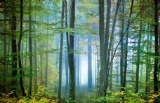 木材森林图片