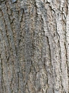 树纹图片