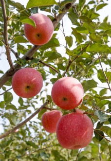 图片素材苹果树摄影图片