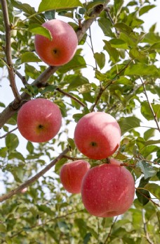 特写树枝上的苹果拍摄素材图片