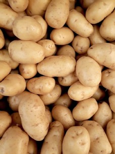 马铃薯土豆图片