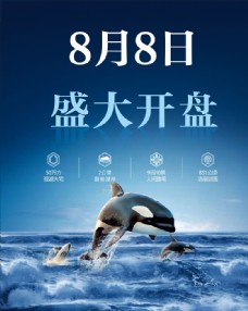 开盘庆海豚鲸鱼开盘背景海报图片
