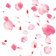 玫红色玫瑰花瓣图片