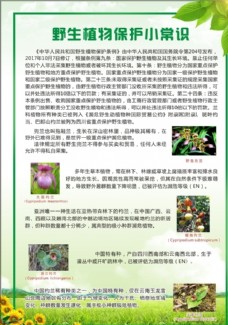 绿背景野生植物保护常识宣传单图片