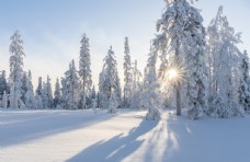 木材雪景图片