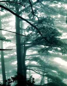 松树风景油画图片