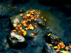 树木河流岩石落叶风景油画图片