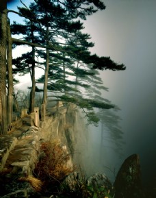 绿化景观岩松油画图片