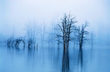 树木水雾风景油画图片