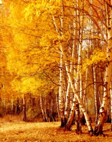 黄色背景风景油画图片