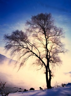 大自然冬树风景油画图片