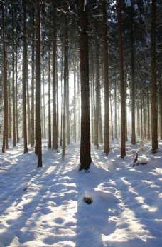 树木雪景图片