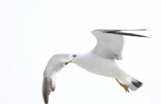 山东长岛海鸥图片