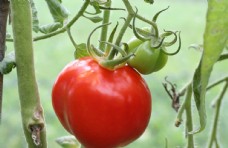 西红柿图片
