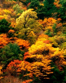 红色花朵枫树林风景油画图片
