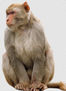 png抠图猴子图片