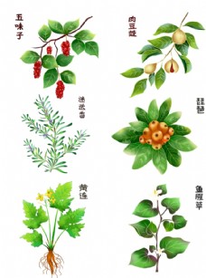 花草中药植物图片