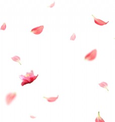 桃花花瓣图片