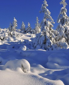 冬天雪景图片