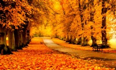 黄色背景秋天落叶风景油画图片
