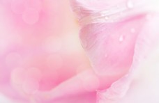 唯美粉色花瓣背景图片