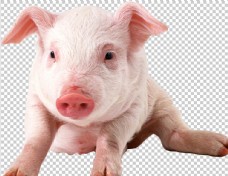 猪肉猪图片