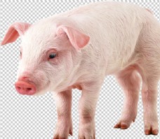 人物背景猪图片