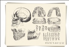 10款入牙齿骨骼素描画图片