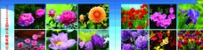 名片园林花卉图片
