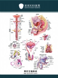 男性生殖系统挂图图片