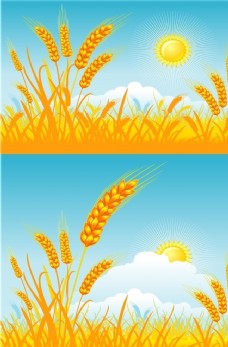 小麦麦穗稻谷插图图片