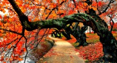 树木秋天红叶风景油画图片