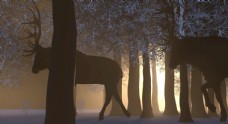 冬季森林里的鹿图片