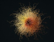C4D模型微生物细菌病毒抽象图片