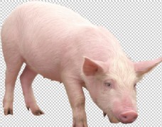 生物世界猪图片