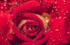 玫红色玫瑰红玫瑰花图片