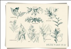 10款入植物素描画图片